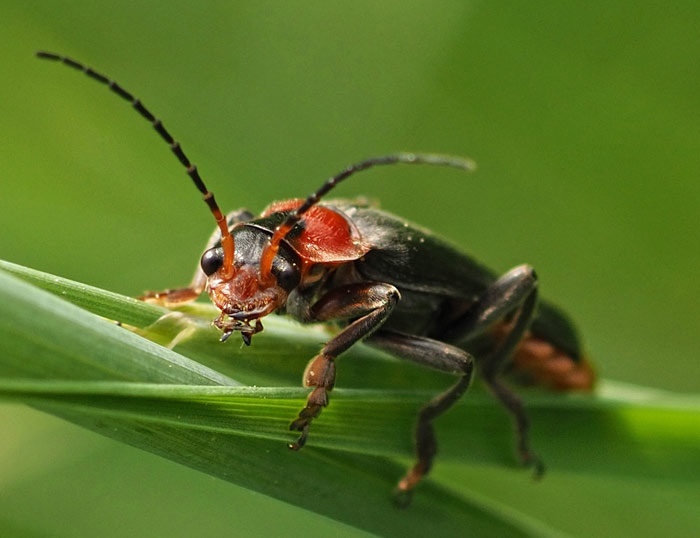 Gemeiner Weichkäfer, Cantharis fusca